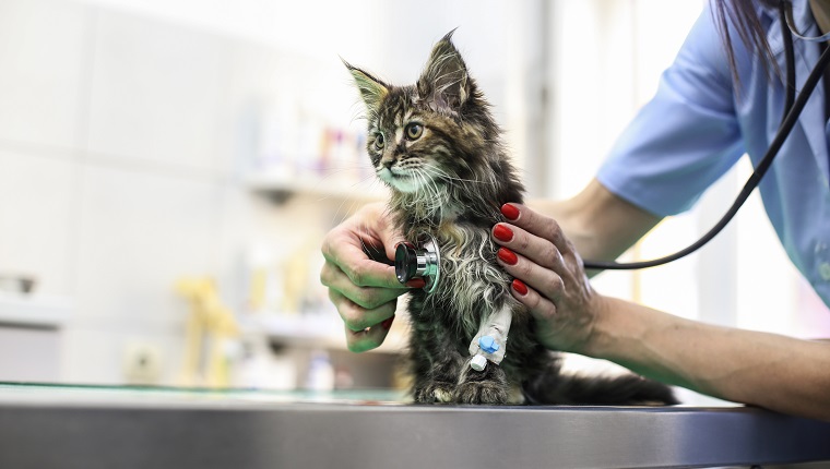 Cat Facts - CatTime