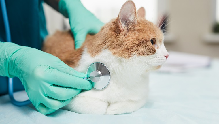 Close-up of doctor in protective gloves listening to the domestic cat with stethoscope during medical exam