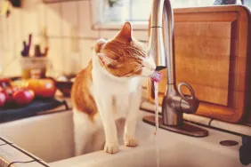 Orange and white cat standing in the kitchen sink, drinking water out of the faucet.