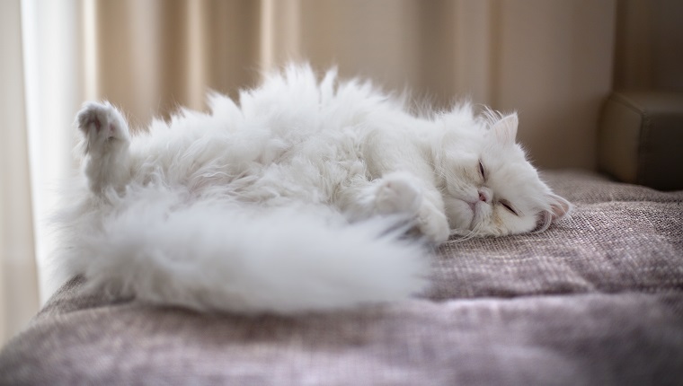 White Persian Cat lying on back