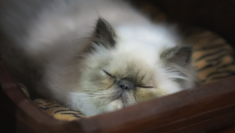 Blue cream point himalayan cat laying down in a homemade rustic wooden crate. Himalayan cat, or Himmie for short, also known as the Himmy and the Colorpoint Persian, are known for their full beautiful coats and round, flat faces and blue eyes.