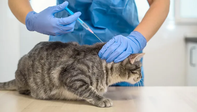 Female veterinarian doctor is giving an injection to a grey cat