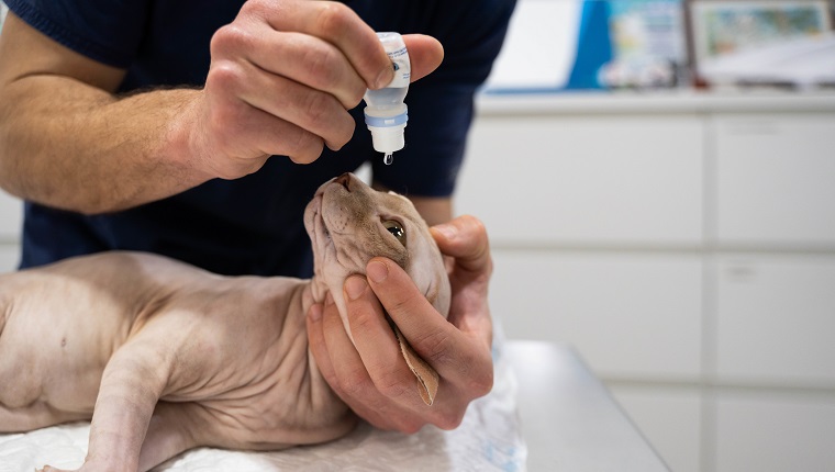 Unrecognizable veterinary staff inject eye drops into a sphinx cat's eyes to hydrate them after sedation.