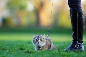 Cat in a harness playing outdoors