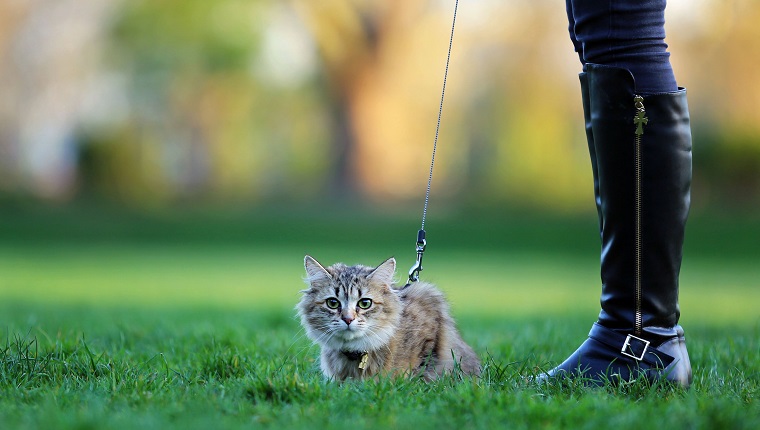 Cat in a harness playing outdoors