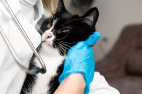 Veterinarian in a white coat with a phonendoscope and blue gloves holds a black and white cat in his arms close-up