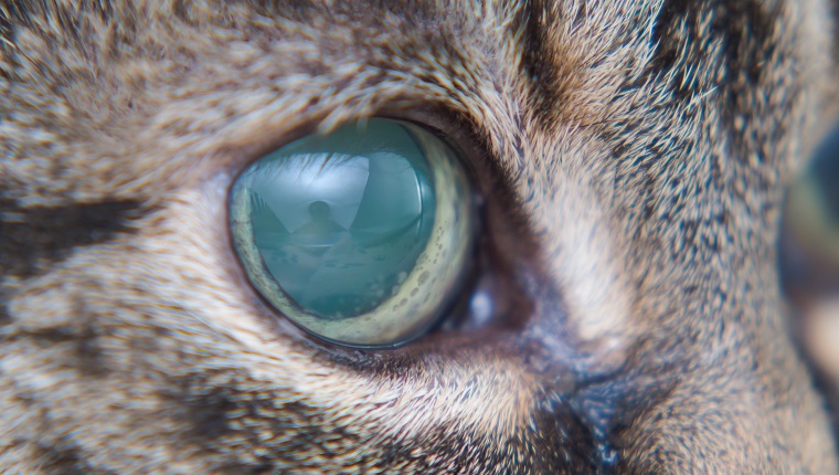 Acute glaucoma in adult cat, intraocular presure increased and blind at presentation,