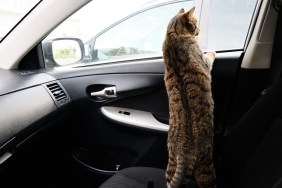 Grey tabby scared curious cat sitting in the passenger seat of the car, looking at the road from the window. Ride and travel with your Pets.