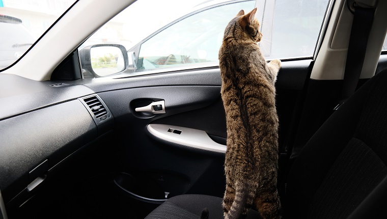 Grey tabby scared curious cat sitting in the passenger seat of the car, looking at the road from the window. Ride and travel with your Pets.