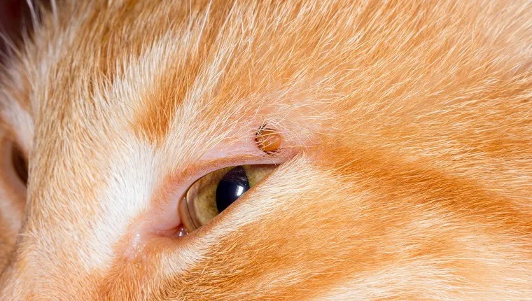 mite bloodsucker stuck in the eyelid of a red cat