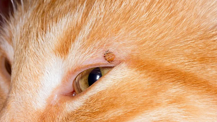 Tick Paralysis In Cats Symptoms Causes Treatments CatTime