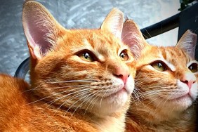 Close-Up Of Twin Ginger Cats Looking Away