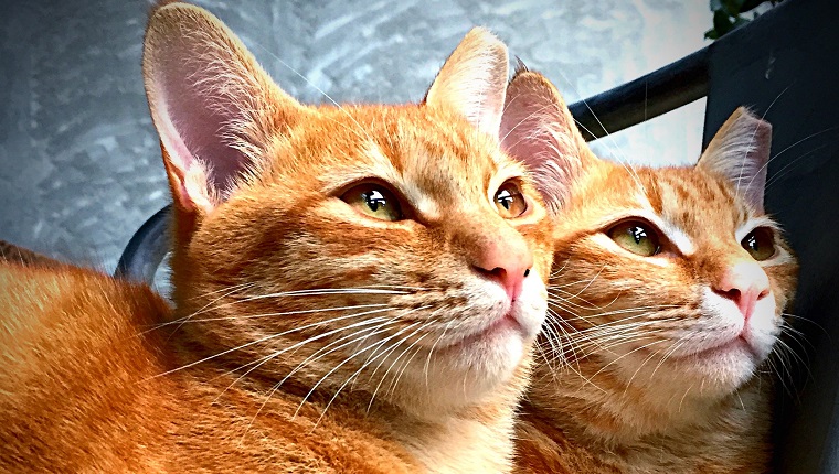 Close-Up Of Twin Ginger Cats Looking Away