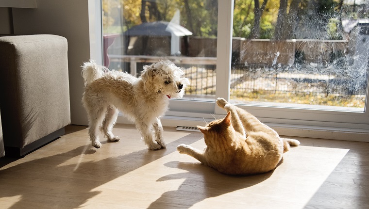 Active encounter between young domestic cat and Morki puppy. They look like fighting but this is their way of playing together. Horizontal indoors full length shot with copy space.