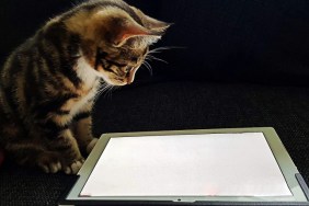 A cute tabby kitten is playing a game on a tablet