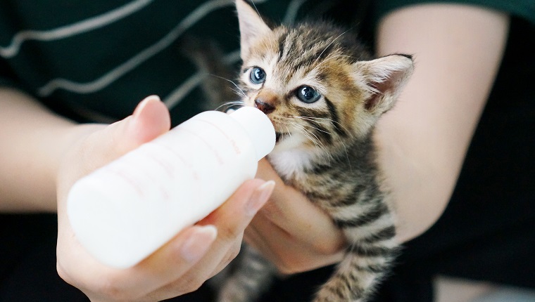 Woman Feeding Tabby Kitten With Bottle