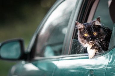 A Maine Coon cat with amazing yellow eyes looking out of the rear window of a passenger green car.