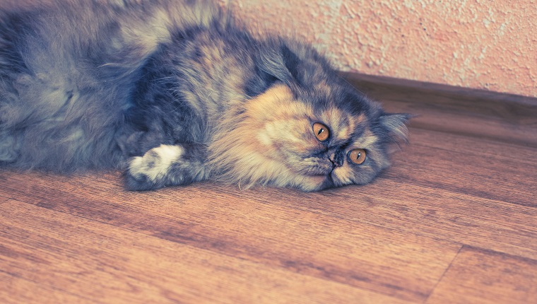 Fluffy colorful Persian cat on wooden background. Beautiful home long-haired young cat