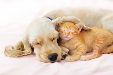 Cat and dog sleeping together. Kitten and puppy taking nap. Home pets. Animal care. Love and friendship. Domestic animals.