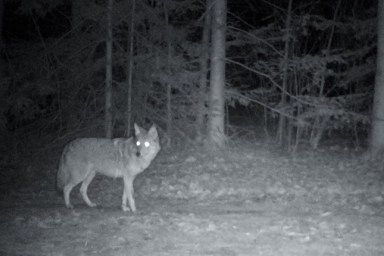 A coyote is caught on camera prowling a residential neighbourhood at night. Photographed in eastern Ontario, Canada.