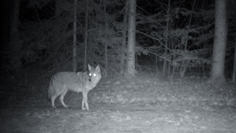 A coyote is caught on camera prowling a residential neighbourhood at night. Photographed in eastern Ontario, Canada.