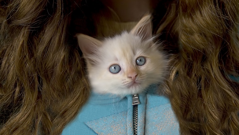 White kitten with blue eyes poking head out of zipped sweatshirt of teenage girl