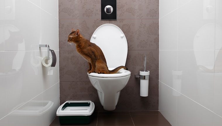 Clever Abyssinian Cat uses a toilet bowl