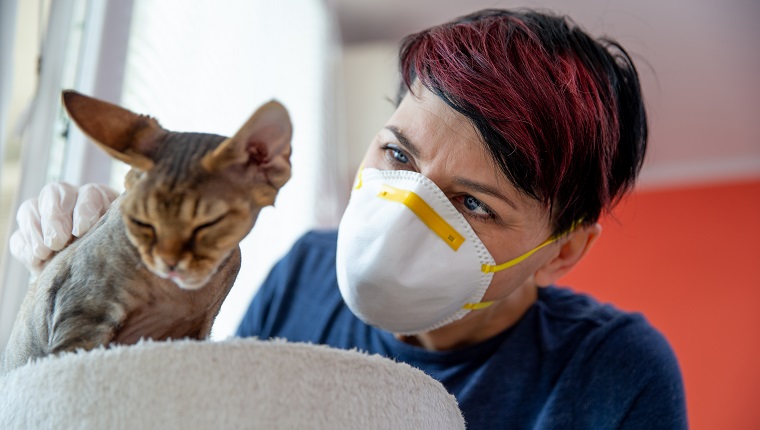 Mid Adult Woman With Protective Face Mask Looking at Her Cat.