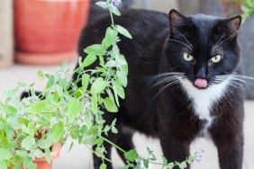 Close up of catnip, green herb growing in a container and black cat walking around
