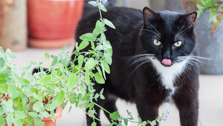 Close up of catnip, green herb growing in a container and black cat walking around