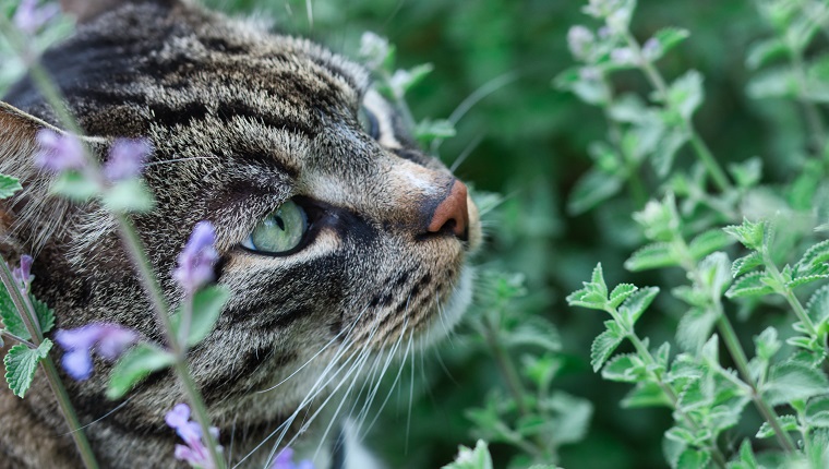 Gray tabby cat sniffing catnip plant with flowers in the summer garden, cats profile with green eyes, red nose and whiskers visible, blurred green background