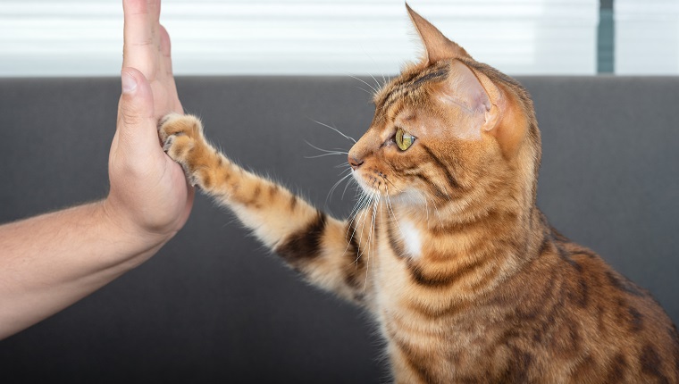 The cute Bengal cat gives a high-five paw to the owner with love. Selective focus