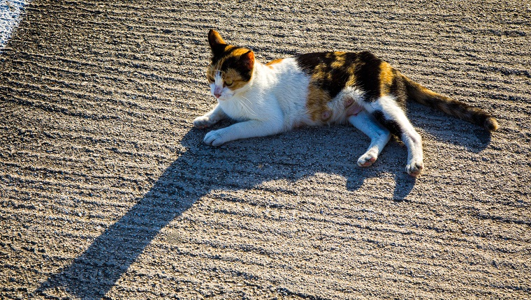 Resting cat and its shadow on Corfu island, Greece