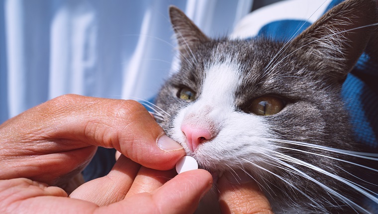 Cats And Heart Disease - CatTime