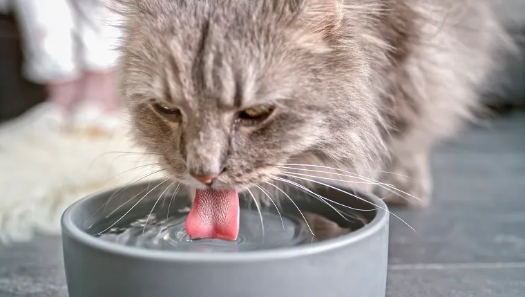 Close-up of tabby cat drinking water from bowl.