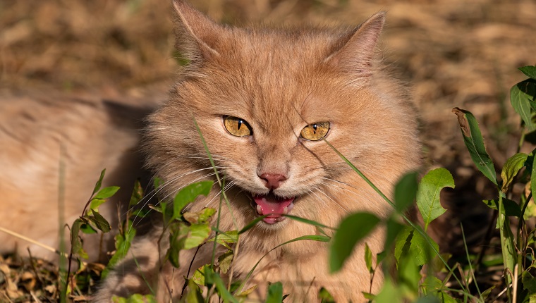 Evil and cunning red fluffy cat lies in the summer on the street in the grass on a blurry background with an open mouth. Evil pet portrait close-up. The concept of aggression in animals.