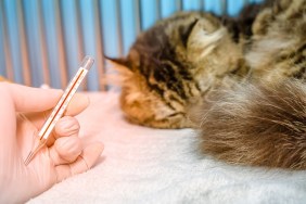 A cat sleeping with fever, was checked temperature with thermometer in small animal hospital or veterinary clinic. The cat was treated by intravenous fluids and NSAID drugs.