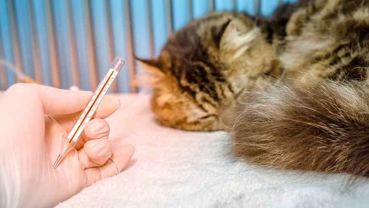 A cat sleeping with fever, was checked temperature with thermometer in small animal hospital or veterinary clinic. The cat was treated by intravenous fluids and NSAID drugs.
