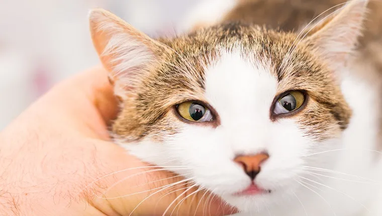 Horner's Syndrome In Cats: Symptoms, Causes, & Treatments - CatTime