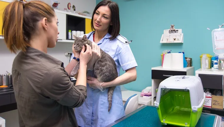 Female vet examining beautiful gray cat.