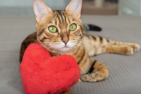 Bengal cat with a heart on Valentine's Day confesses his love to the owner