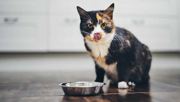 Hungry cat sitting next to bowl of food at home kitchen and looking at camera.