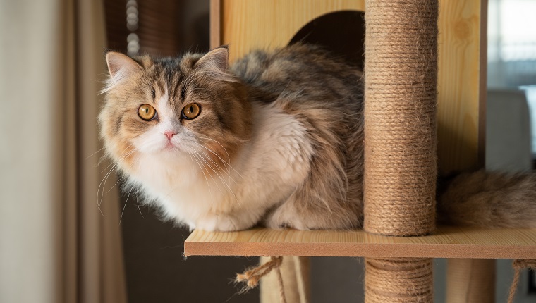 Cute Persian cat resting on a wooden cat tree. A cat tree is an artificial structure for a cat to play.