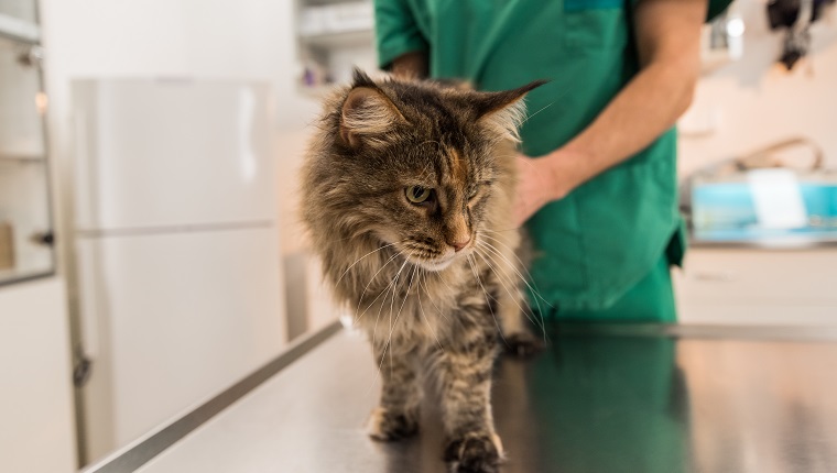 Maine Coon Cat at Veterinarian Clinic