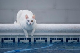 White cat in a pool
