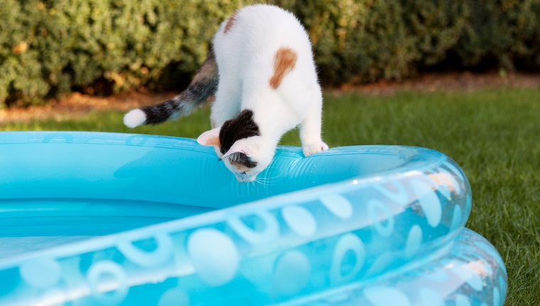 white kitten balane at blue plastic swim basin in garden