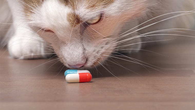 Cute tabby cat sniffs on medicine capsules.