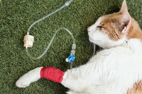 Sick cat with serum by catheter with bandage on the legs resting after the attention of the veterinarian in the garden. Treatment for kidney failure.
