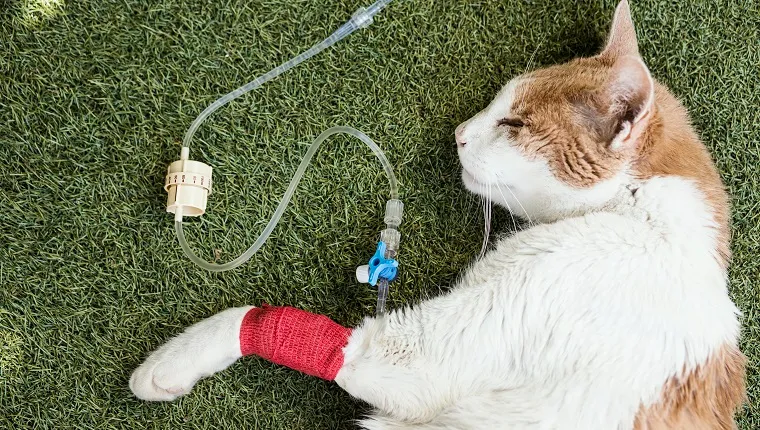 Sick cat with serum by catheter with bandage on the legs resting after the attention of the veterinarian in the garden. Treatment for kidney failure.