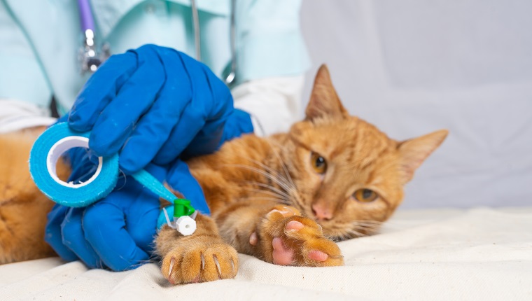 A bright red cat was put on a catheter. The veterinarian fixes the catheter with a Band-aid